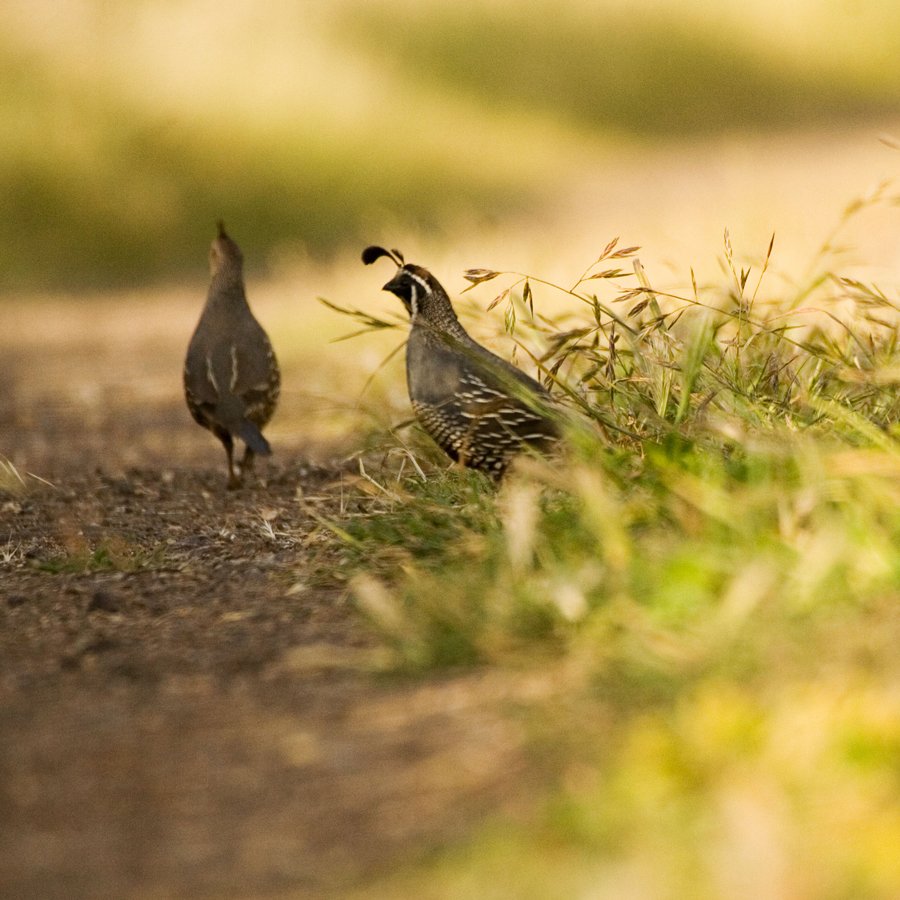 quail-creek-quail-pair-900x900